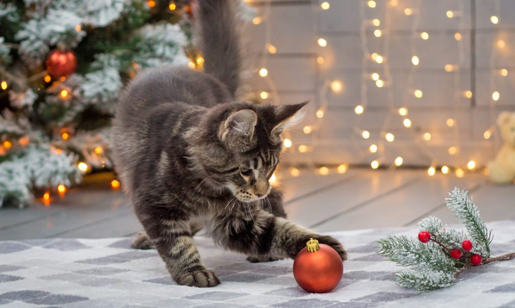 Cat Litter Hacks for Stress-Free Holidays