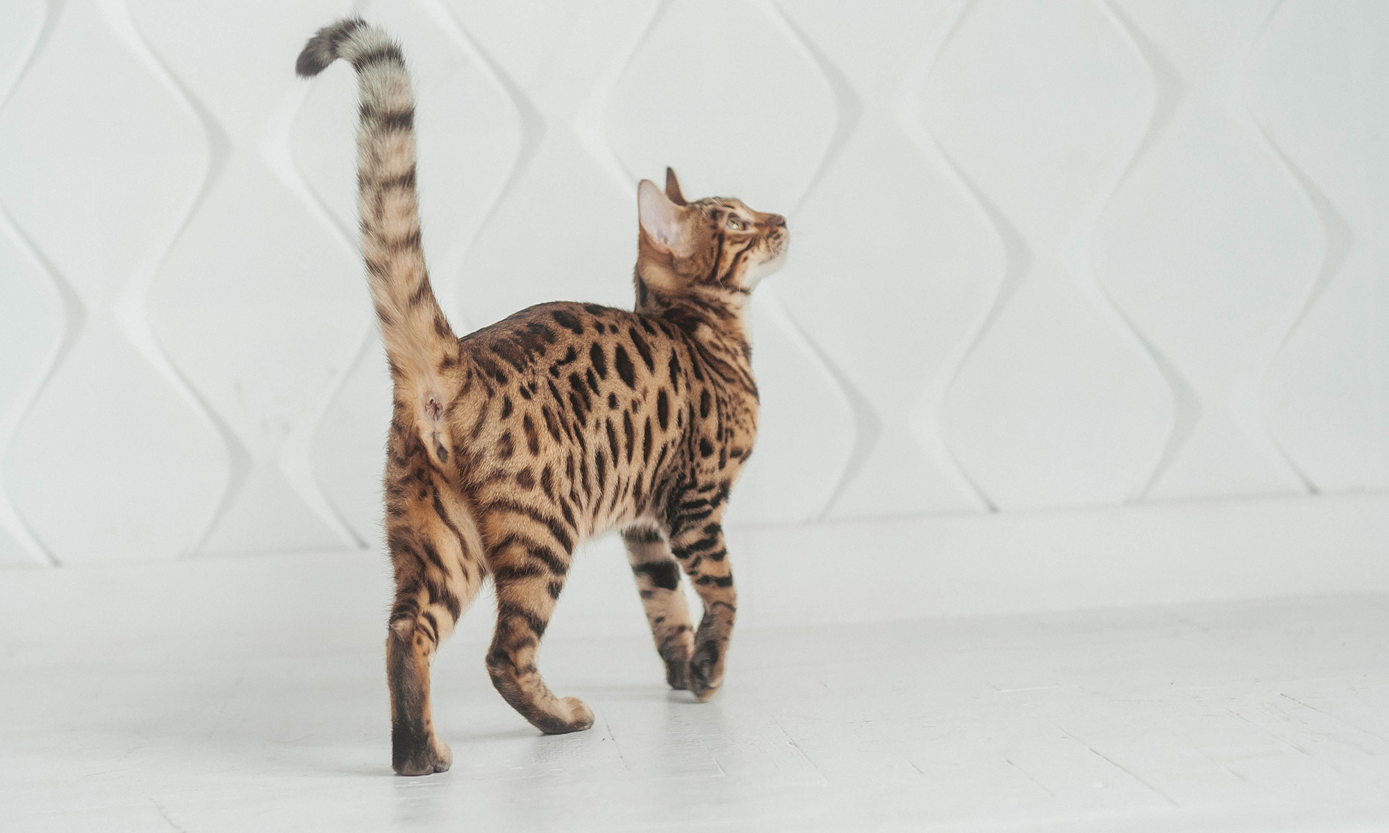 What Your Cat’s Tail is Saying About their Mood