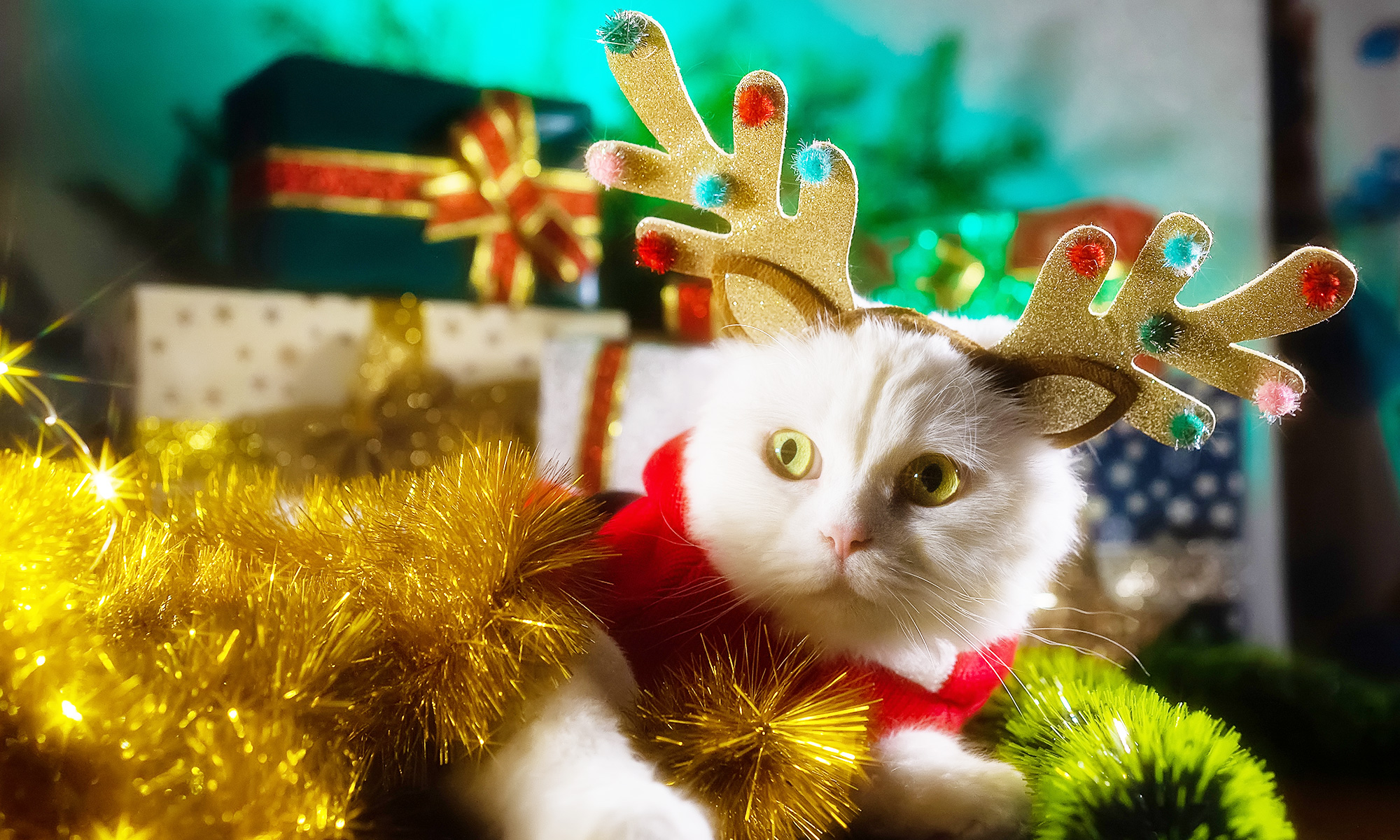 Holiday Cat Litter Memes to Brighten Your Day