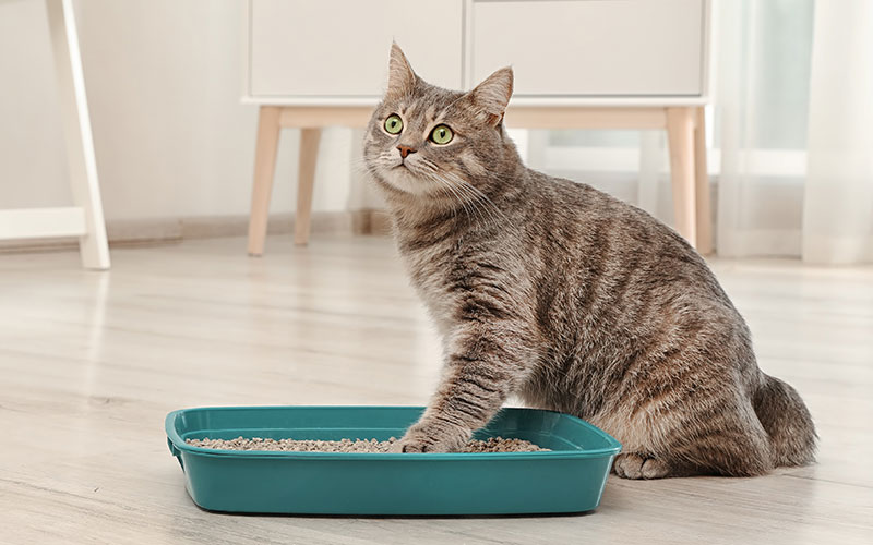 Make the Soiled Area Unappealing for Your Cat’s Kitty Poo Escapades