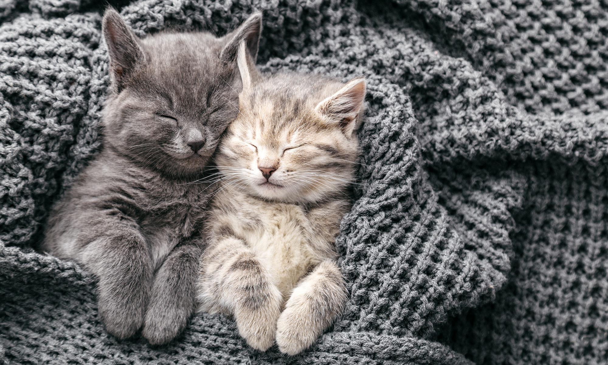 Cat Sleeping Positions and What they Mean