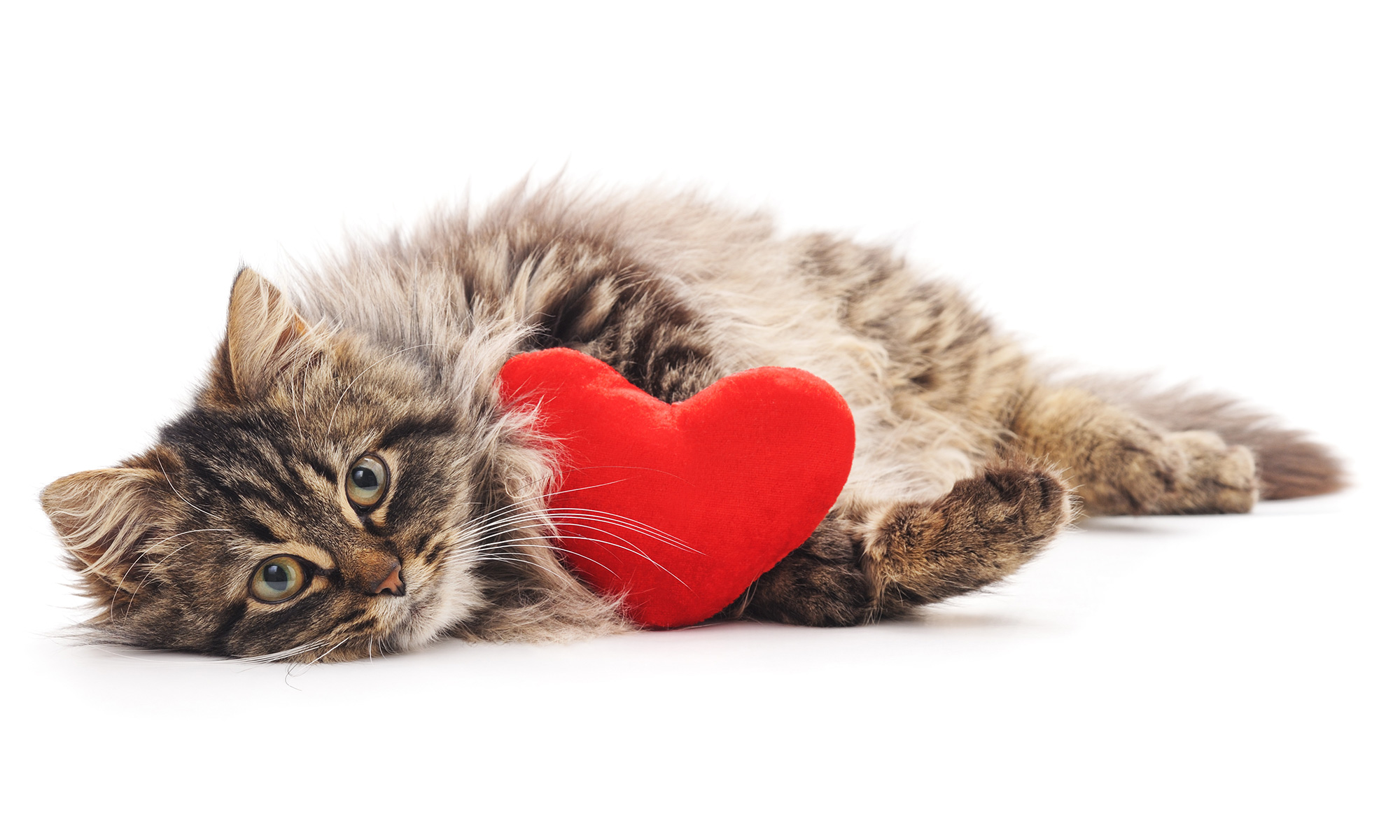 Why the Best Low-Maintenance Litter Box is a Great Valentine’s Day Gift