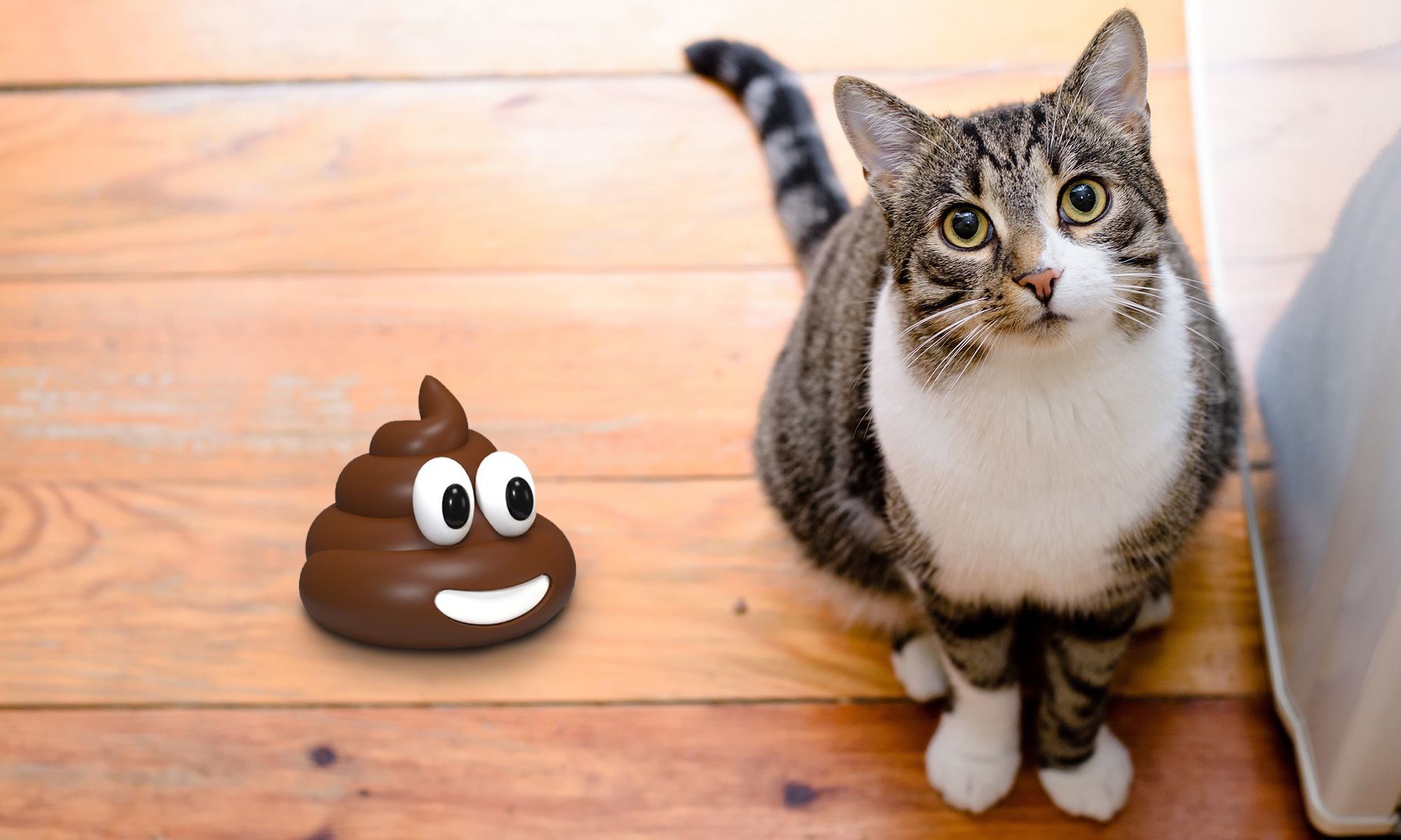 What Do You Do When You Find Kitty Poo Not in the Litter Box