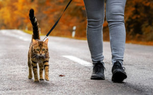 Teach Your Cat to Walk On a Leash