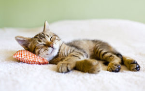 Kittens and Older Cats Tend to Sleep more