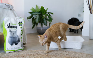 Ready to Revolutionize Your Kitty Litter?