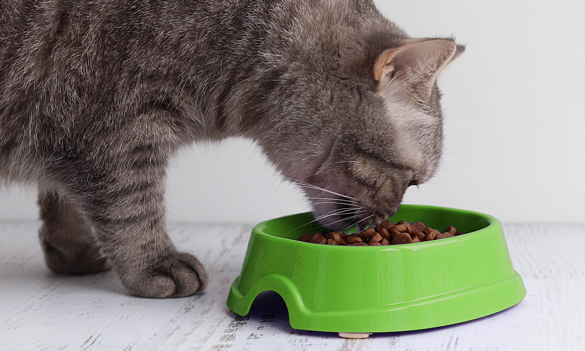 The 101 Guide to Probiotics for Cats
