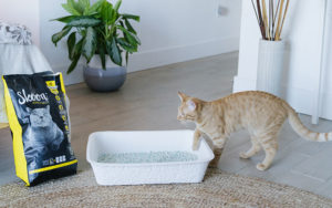 Does Your Furry Friend Want Skoon Cat Litter?