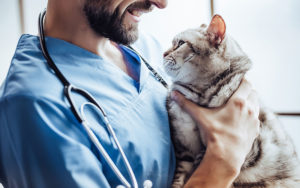 Does Your Cat Need to Go to the Vet?