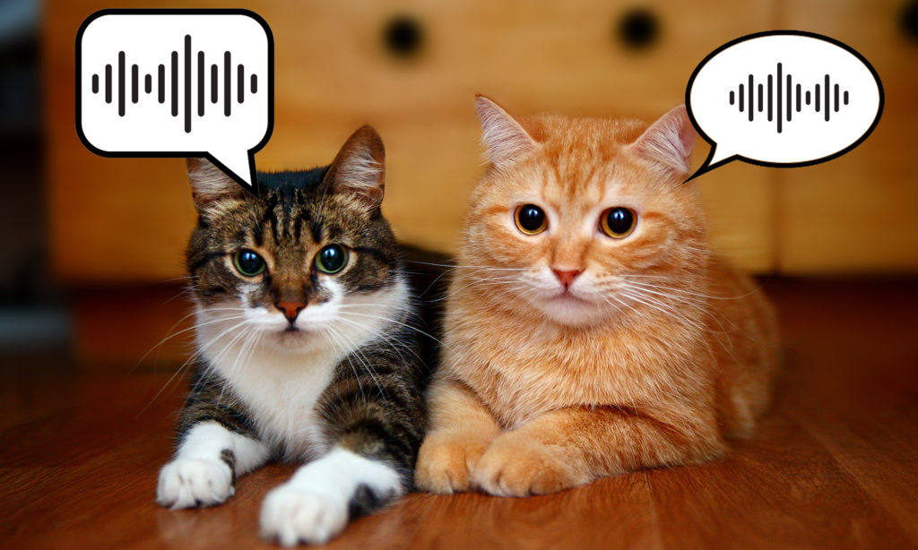 What Chatty Cats Are Actually Trying to Tell Us