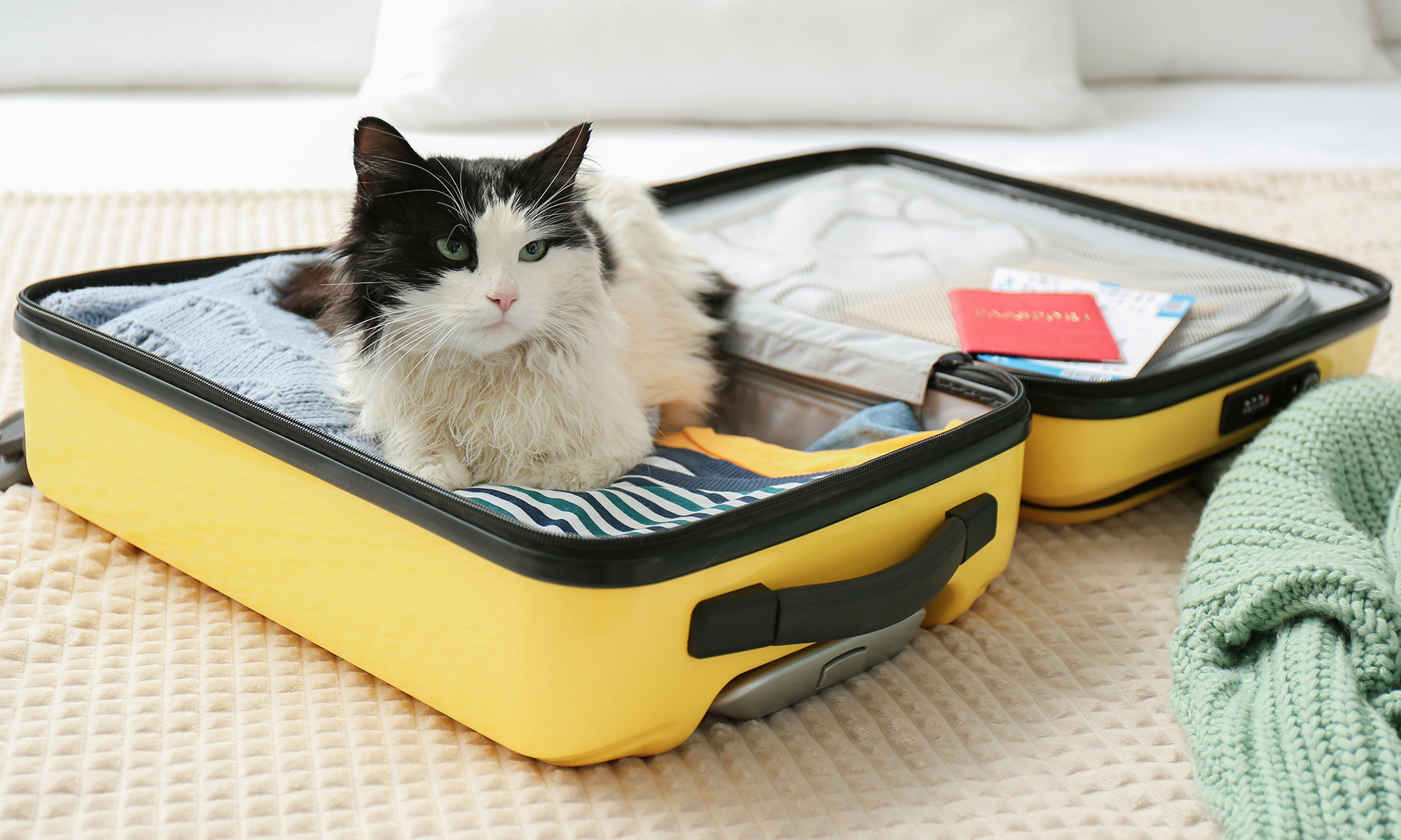 How Skoon Makes Traveling With Cat Litter Easier