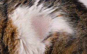 Signs of Cat Dry Skin