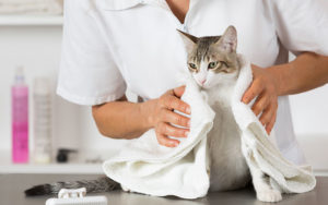 DIY Spa Treatments for Your Cat’s Dry Skin
