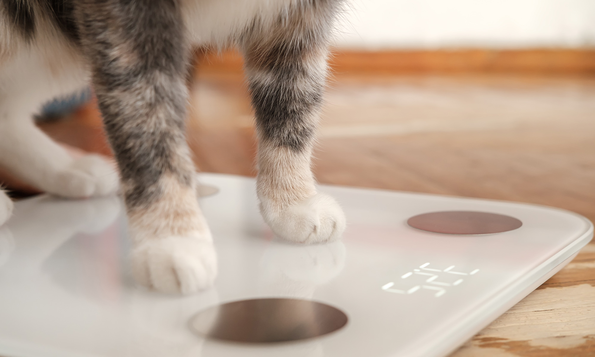 How Heavy Should My Cat Be? The 101 Guide to Cat Weight & Health