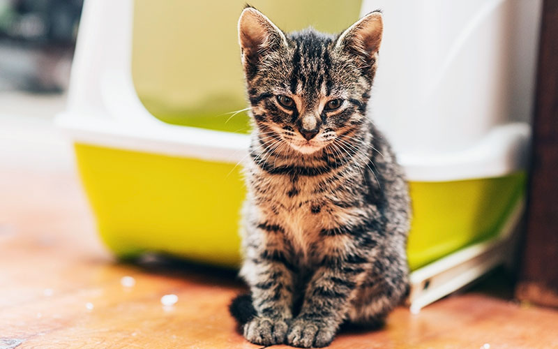 Not Using the Litter Box