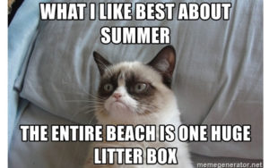 Maybe Mr. Whiskers Should Skip the Beach