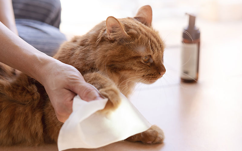 Give Your Cat’s Hygiene and Health a Boost