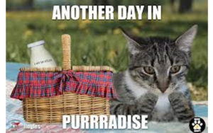 Picnic Purr-adise