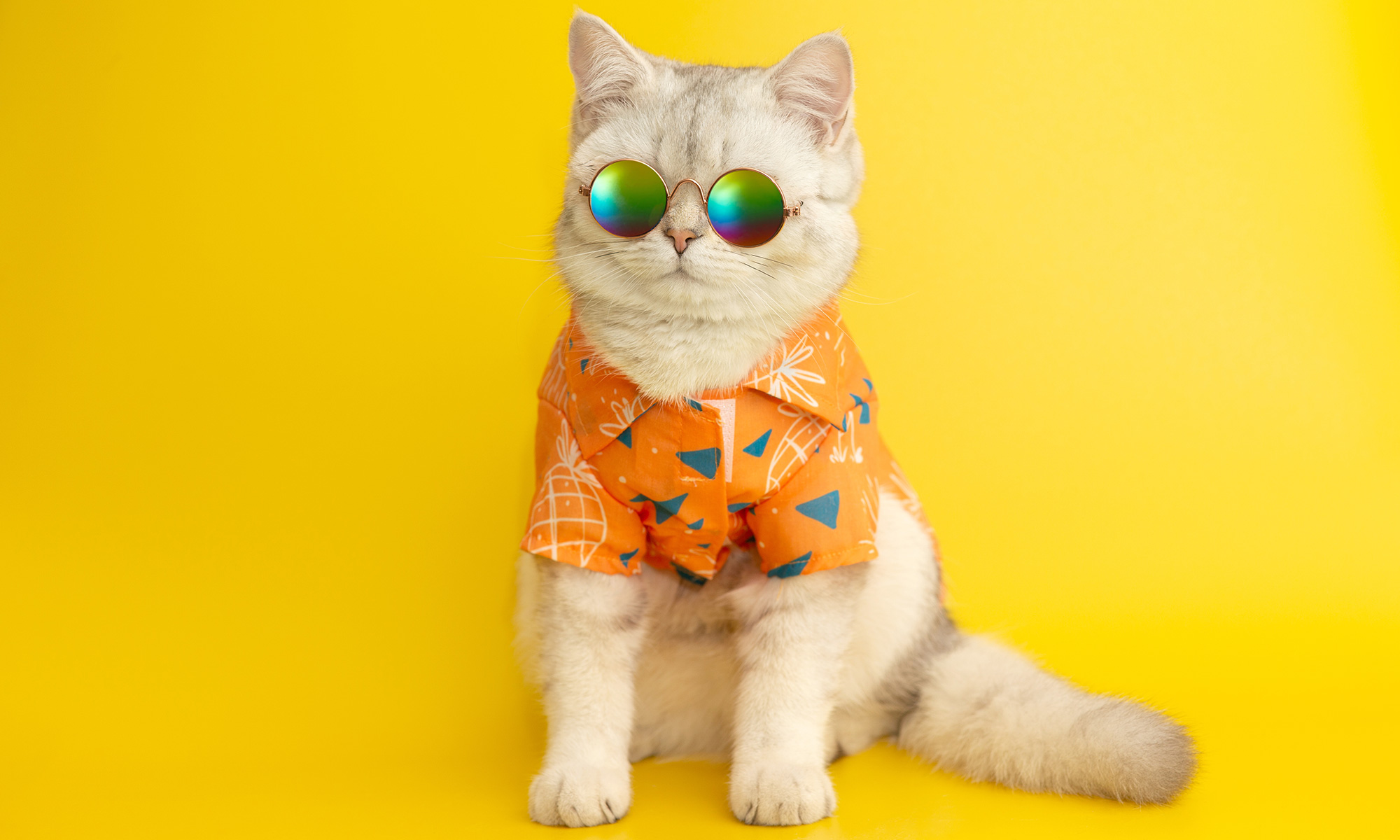 Choose Skoon’s All-Natural Cat Litter This Summer