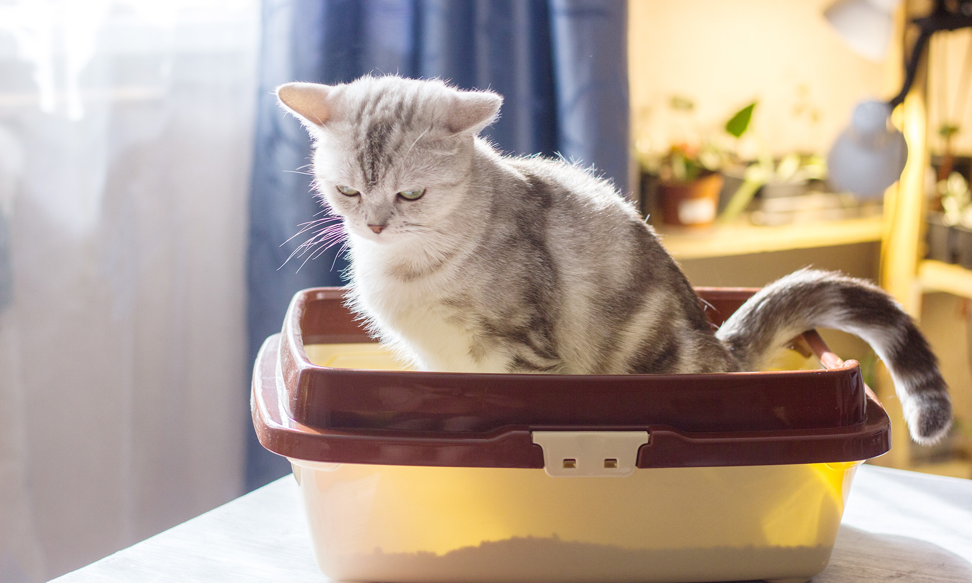 Litter Box Cat Behaviors to Worry About