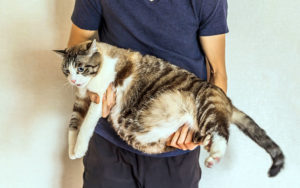My cat is overweight – what should I do?