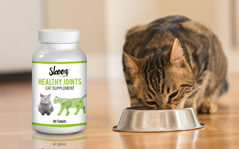 Boost Your Cat’s Digestive Health with Skoon Probiotics