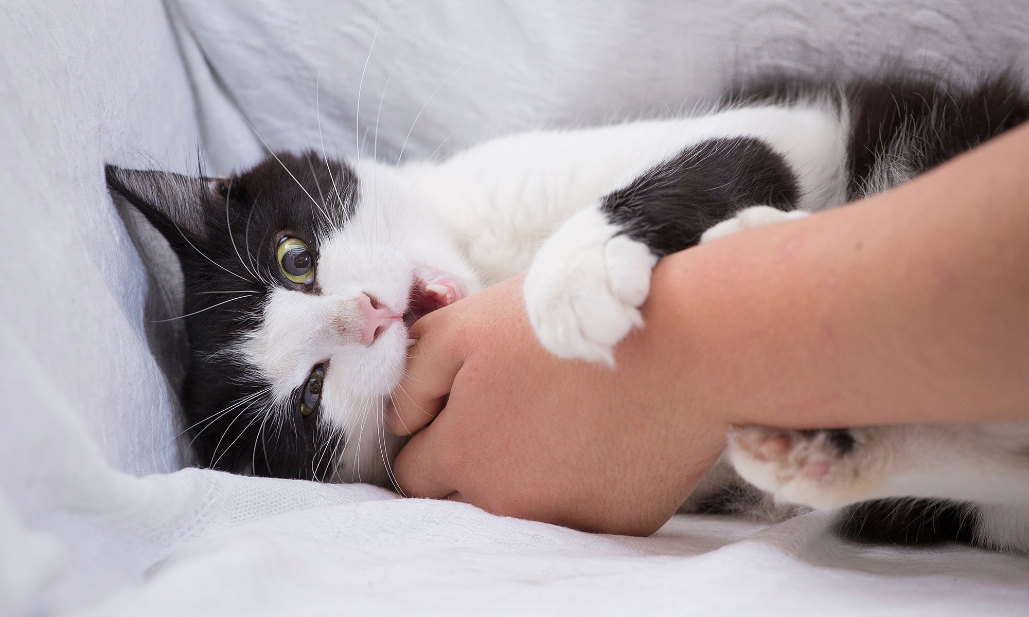 Hyper Aggression in cats