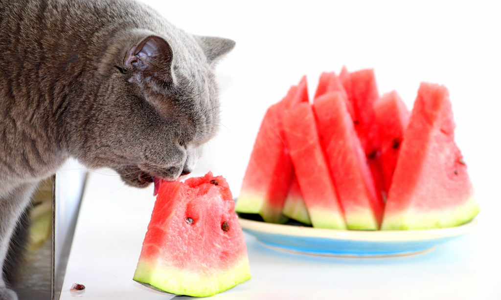 7 Healthy Snacks for Cats in the Summer