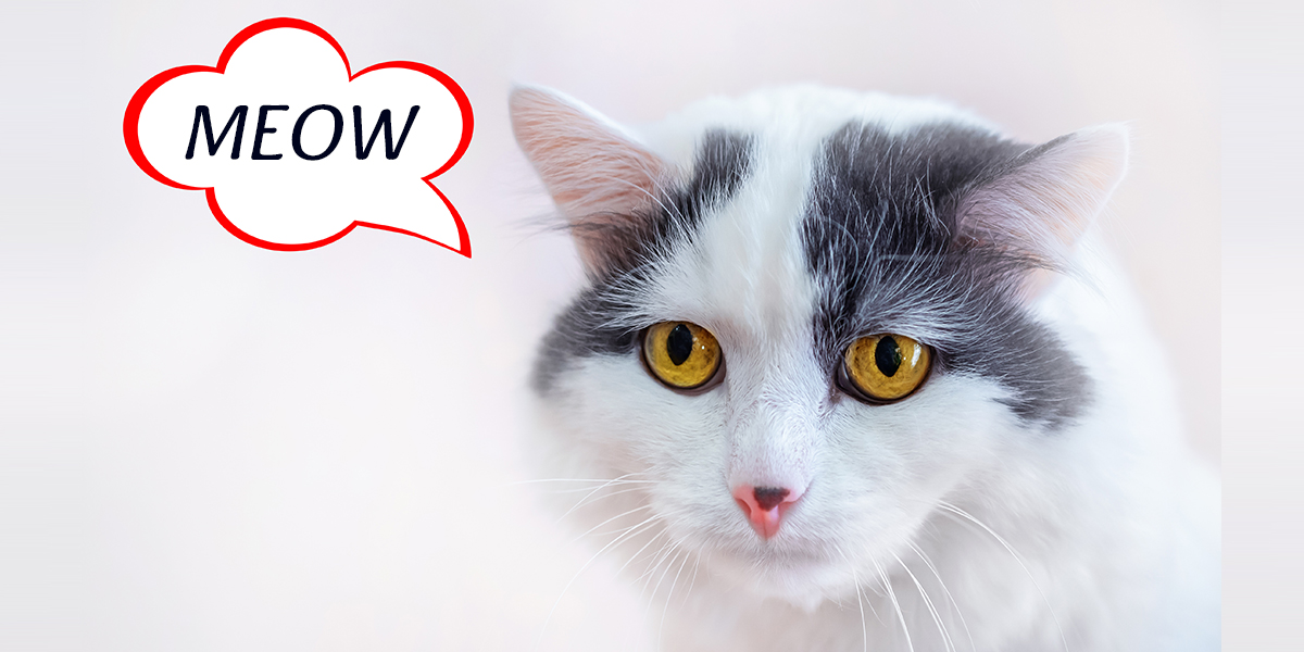 What Your Cat's Body Language Is Telling You