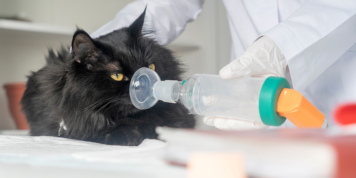 What Kitty Litter Is Best For Cats With Asthma