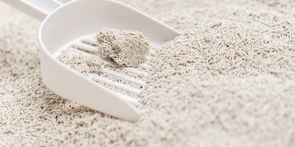 Qualities Look For in Kitty Litter for Cats with Asthma Our Cat