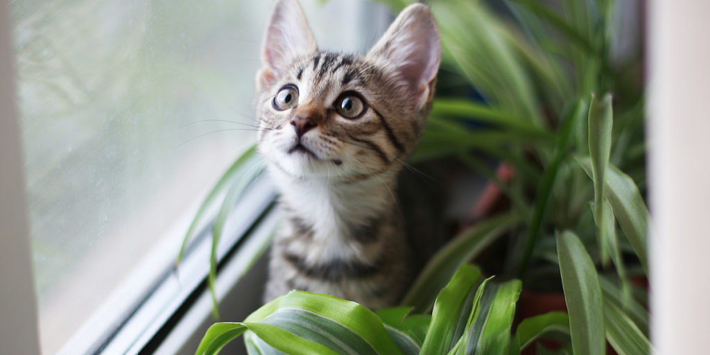 Qualities Look For in Kitty Litter for Cats with Asthma Our Cat