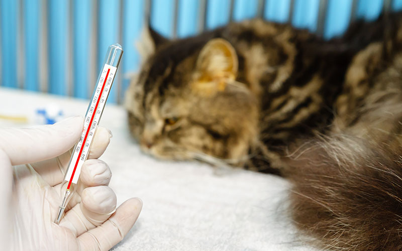 Feline-Specific Diseases