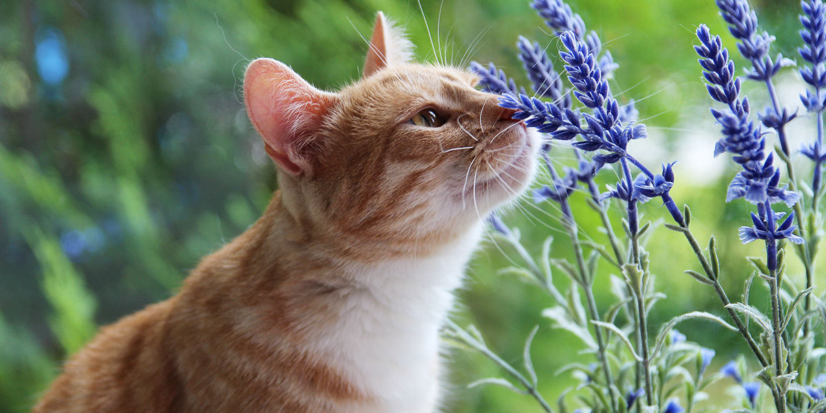 The Truth About Lavender & Cats