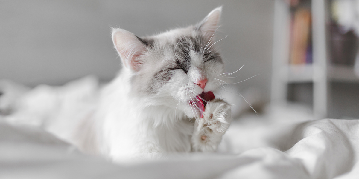 Cat Cleanliness Facts