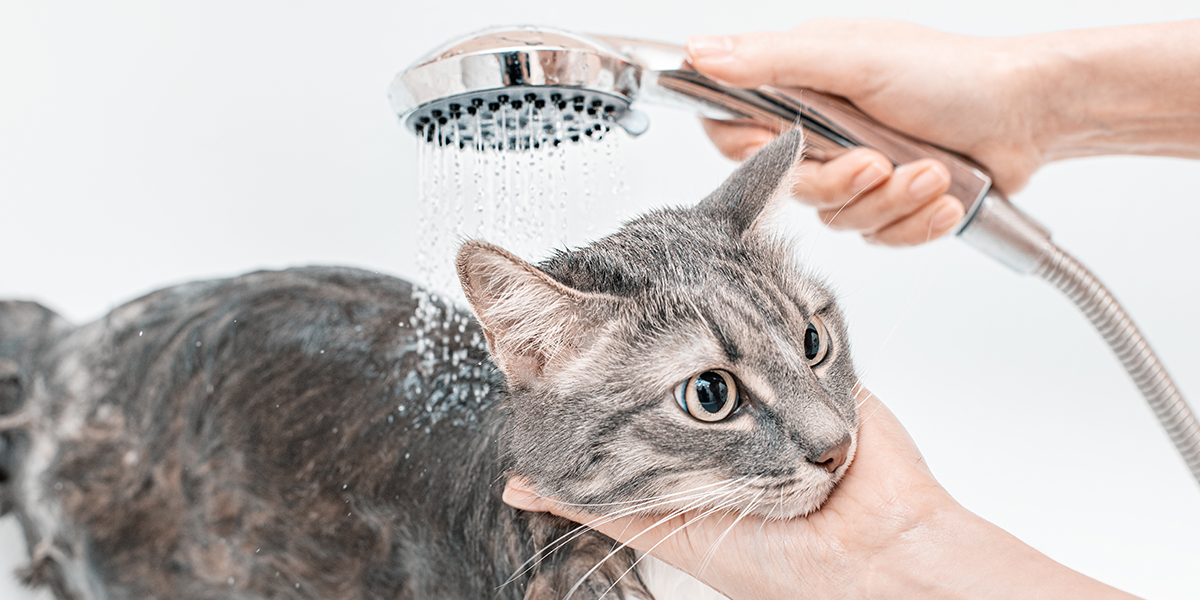 Tips on How to Give Your Cat a Bath