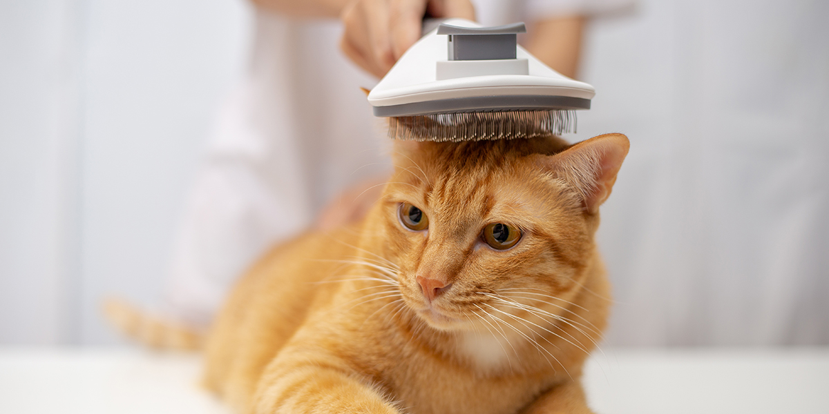 Other Examples of How to Keep Your Cat Clean