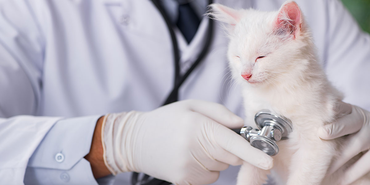 How Often Should You Take Your Cat in For A Checkup