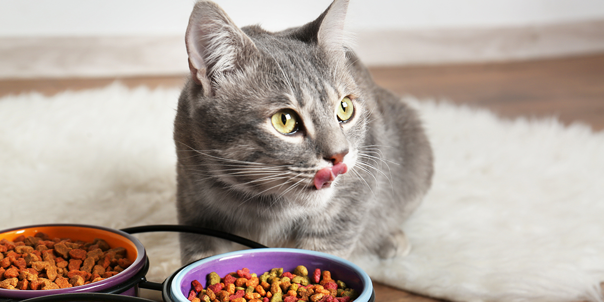 How Probiotics Can Help Your Cat Stay Healthy