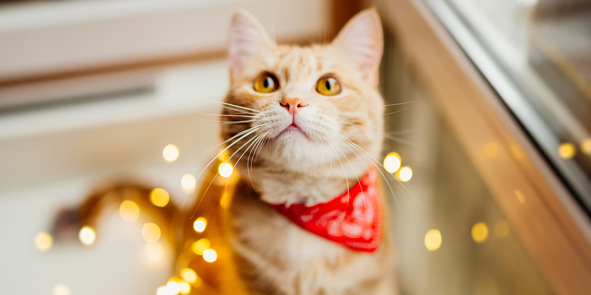 How to Make The Best of The Holidays with Your Cat