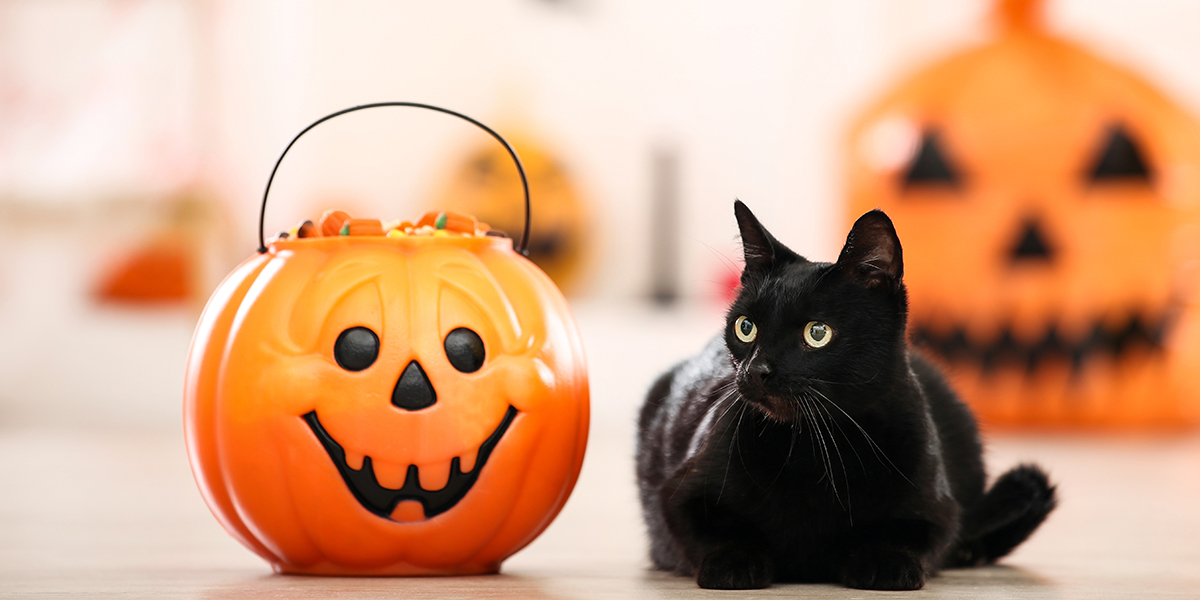 Tips To Keep Your Kitty Safe This Halloween