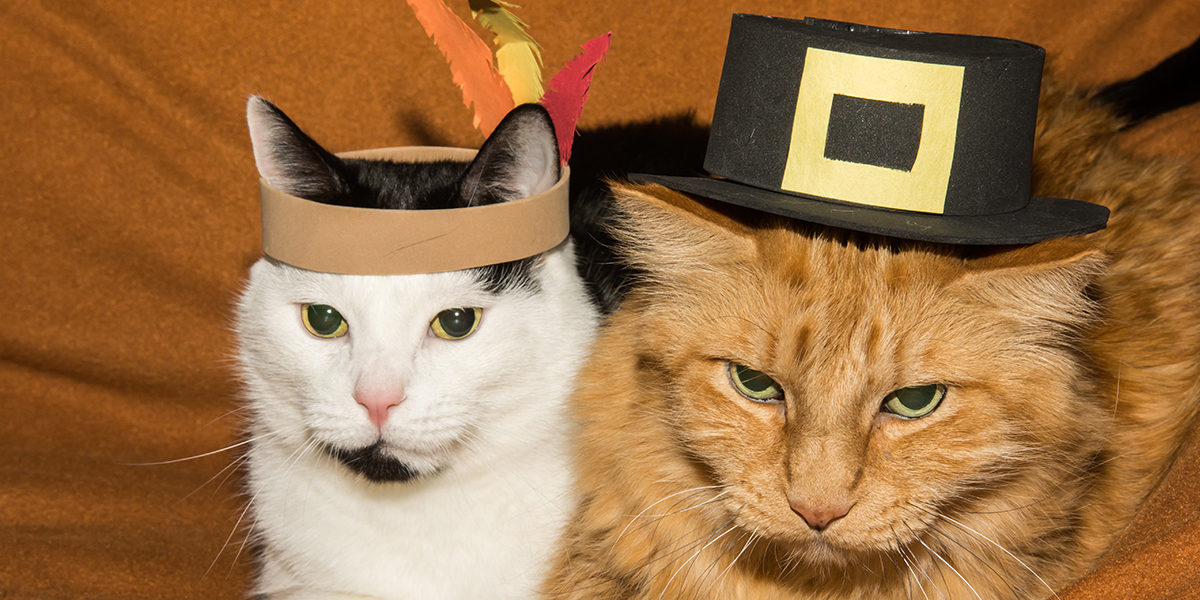 Cute and Funny Ways to Take Pictures of Your Cat This Thanksgiving
