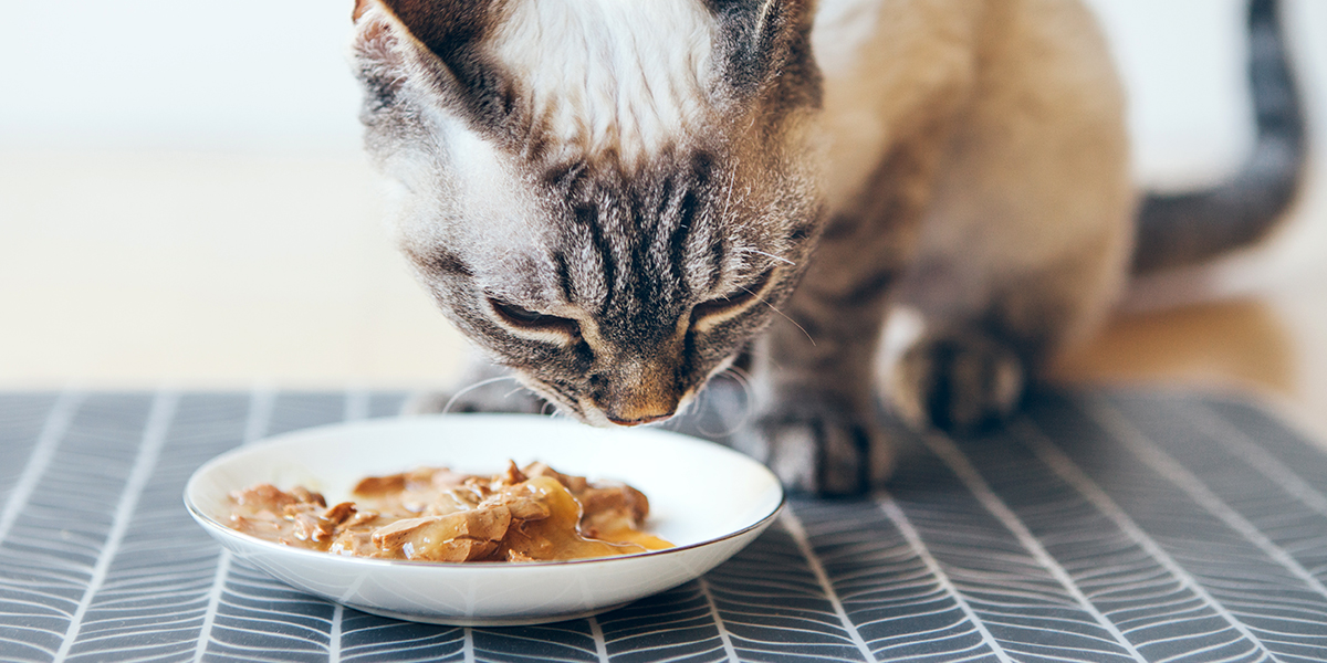 Create a Cat-Friendly Thanksgiving Meal for Your Feline Friend