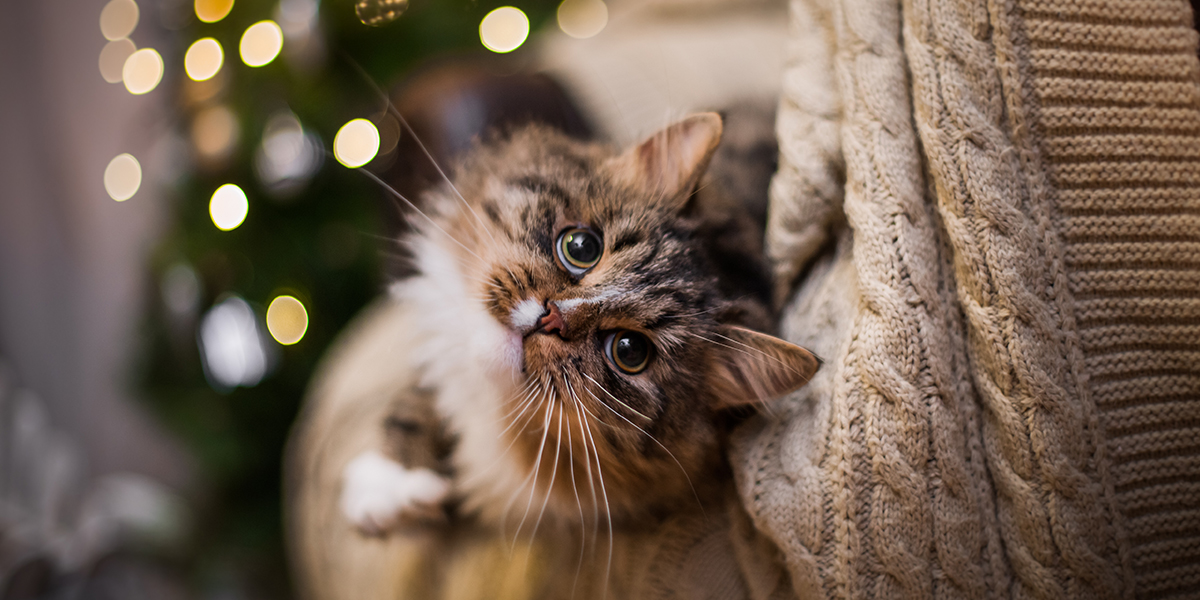 Tips For Keeping Your Cat Calm During the Holiday Craziness