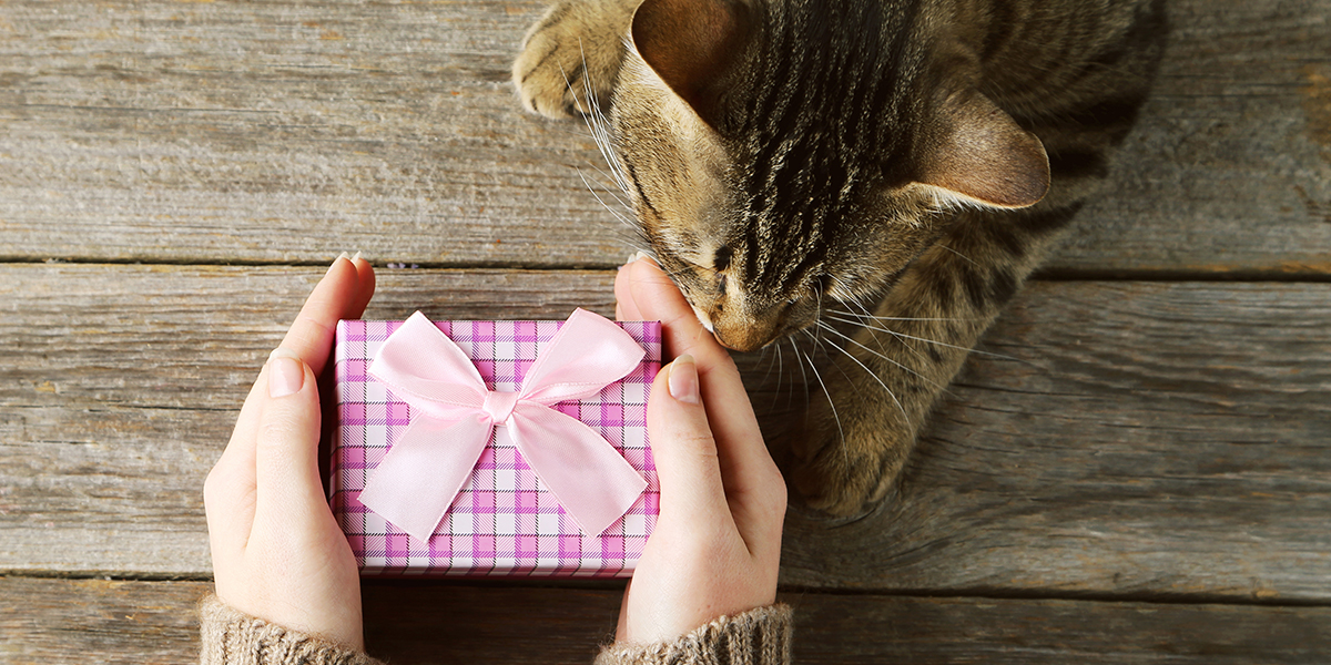 Best Gifts for Your Cat This Holiday Season