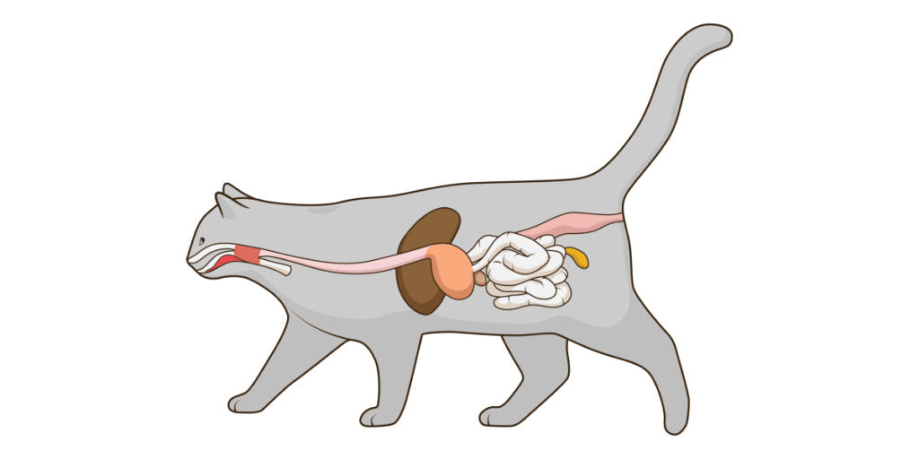 All About Probiotics for Cats Our Cat Litter Blog Skoon Cat Litter