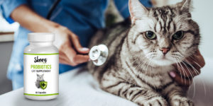 Tips on Probiotics for Cats