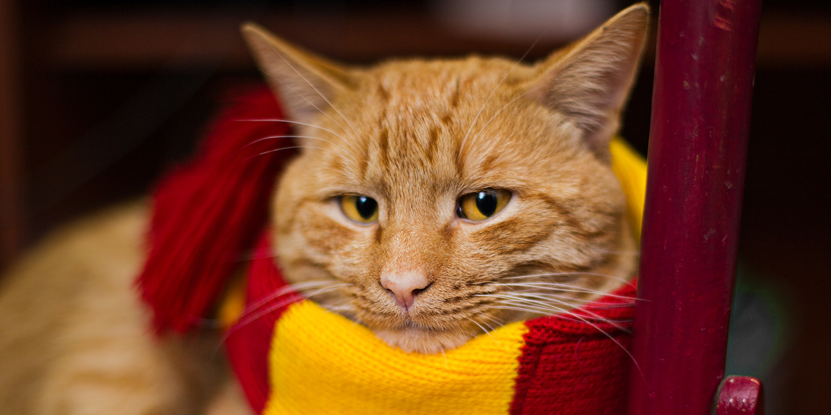 Pop Culture Halloween Costume Ideas for Cats