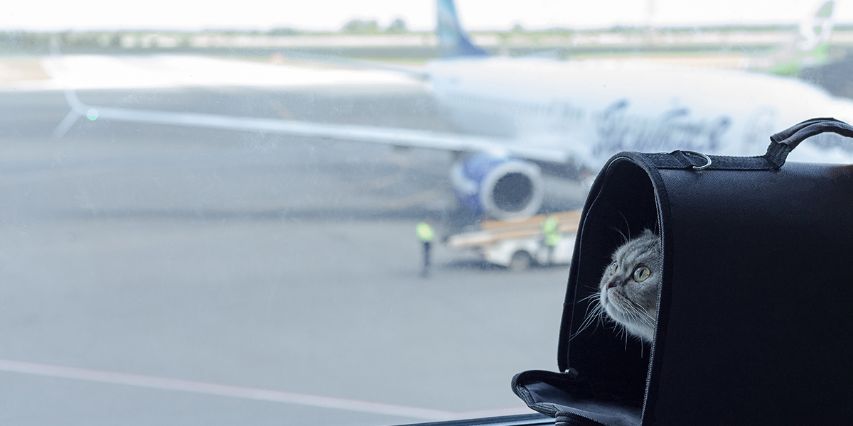 Traveling On a Plane with Your Cat 