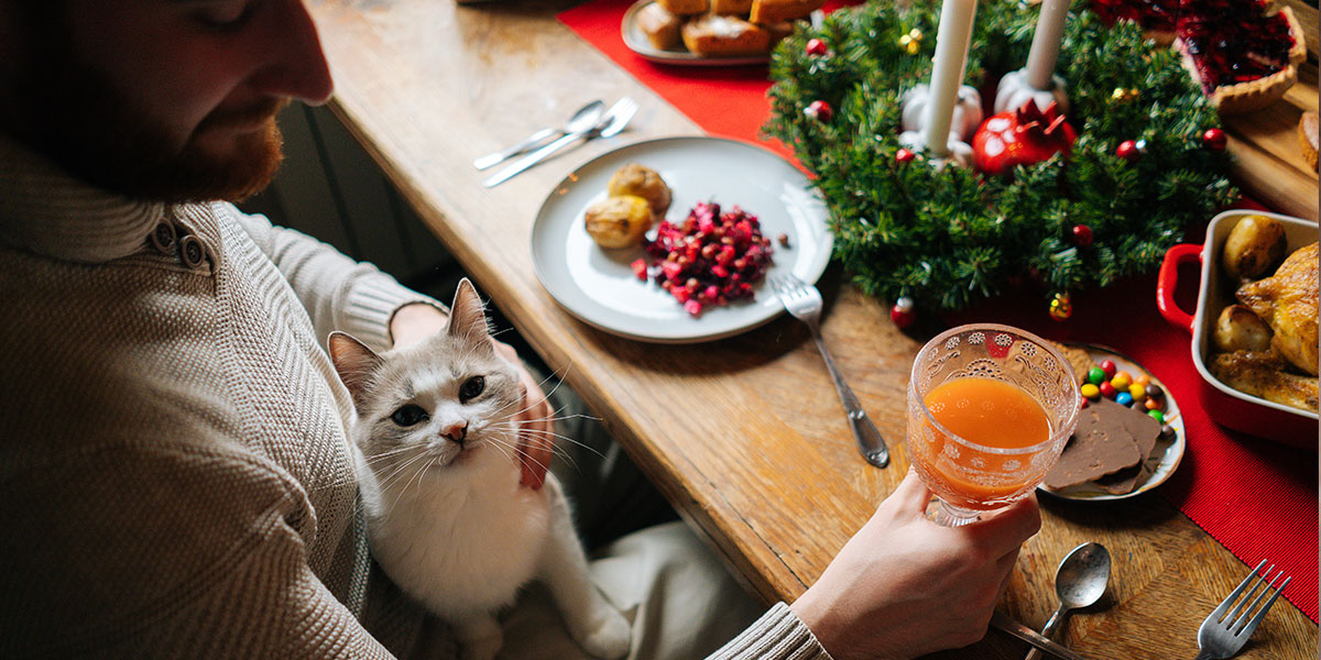 Create a Cat-Friendly Thanksgiving Meal for Your Feline Friend
